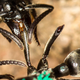 A Matabele ant treats a wounded comrade whose limbs were bitten off during a fight with termite soldiers. (Image: Erik T. Frank)